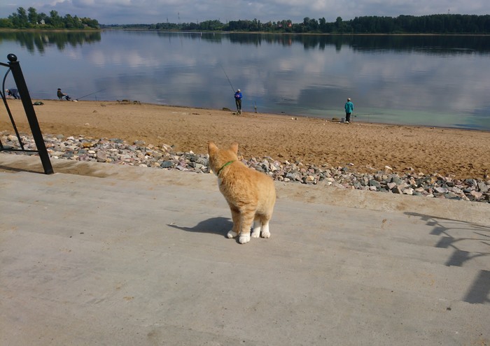 Не клюёт - Кот, Рыбалка, Волга, Река Волга