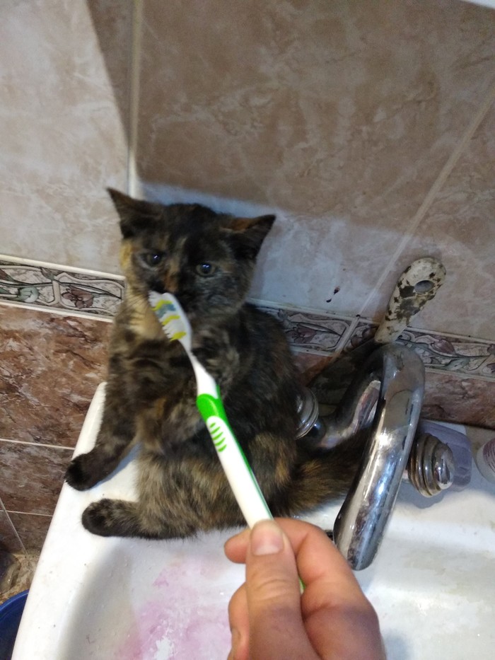 Gotta brush your teeth! - My, cat, Turtle, Teeth, Toothbrush, Catomafia, Longpost