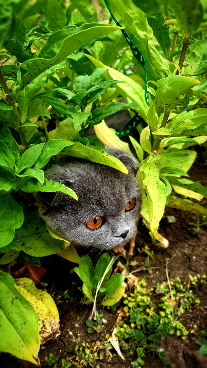 ... WisloUh ... - My, cat, Kittens, Scottish lop-eared, Nature, Beginning photographer, The photo, Photographer, Creation