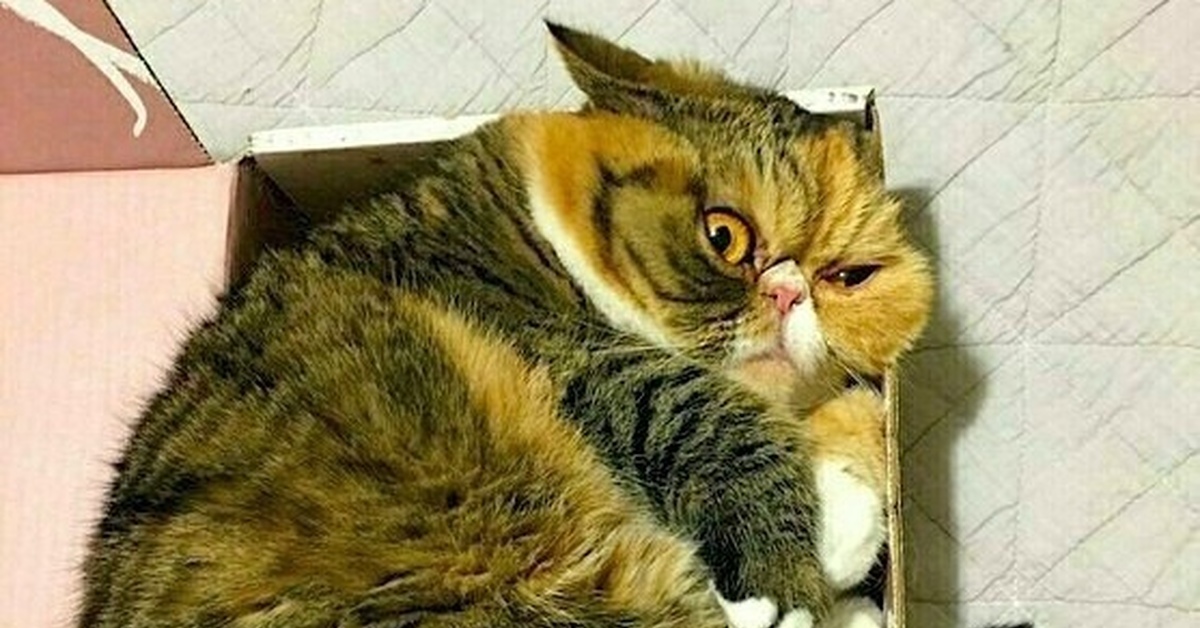 Мем с котом нормально