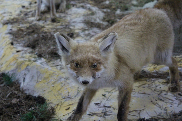 When something went wrong - My, Fox, Scarecrow, Taxidermy, 