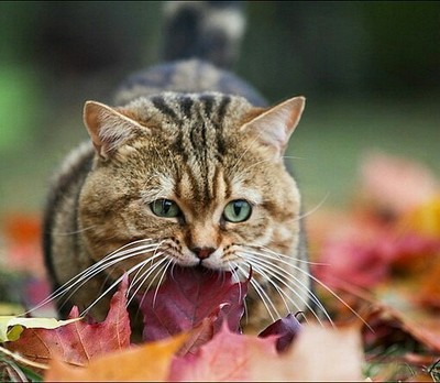 I will turn the calendar over, and again the third of October ... - Catomafia, cat, Autumn, Leaves, The photo, beauty, Longpost