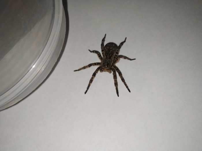 What is this spider? - My, Spider, Biology, Arachnology, Tarantula