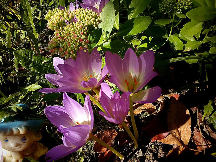 Autumn colchicum blooms...But it's only the beginning of autumn... - My, Timeless, Autumn, Garden