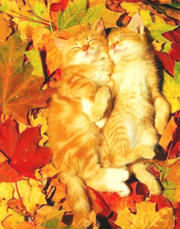 October - cat, Catomafia, Autumn, The photo, Leaves, , Internet, Longpost