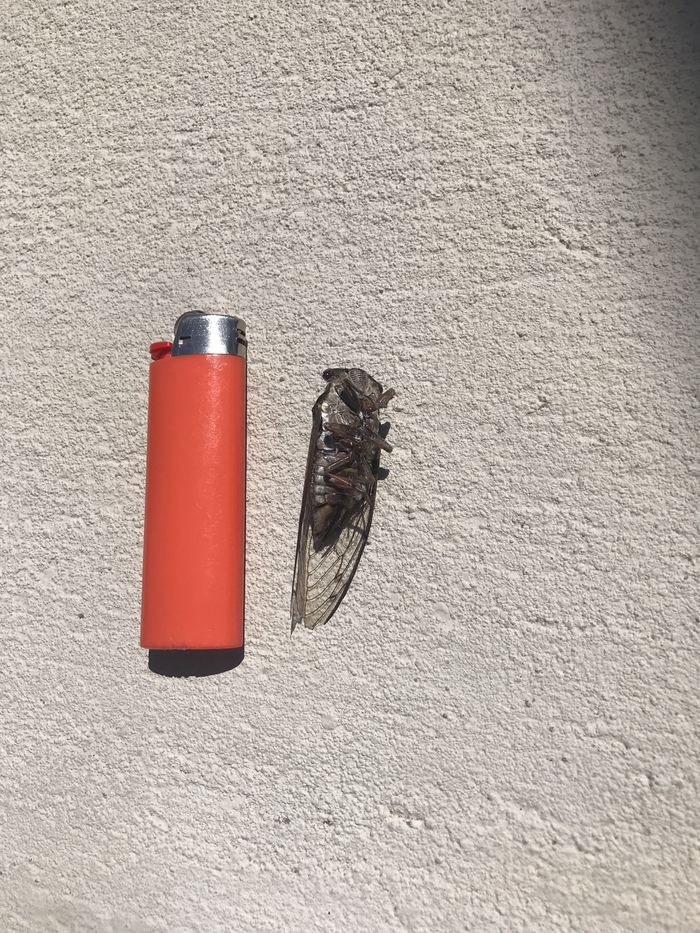 Terrible find - My, Cicada, Insects, Insectophobia, Longpost