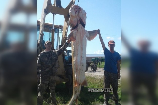 В Амурской области возбуждено уголовное дело по факту вылова краснокнижной калуги - Красная книга, Калуга, Рыбаки, Уголовное дело, Следственный комитет, Новости