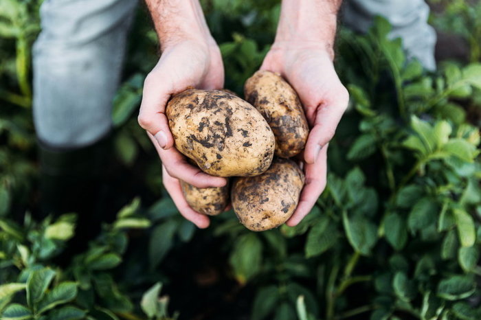 To dig or not to dig? Tips for harvesting potatoes for dummies - Potato, Advice, , Laugh, Summer residents, Harvest, Harvesting, Agronews, Longpost, Bad advice