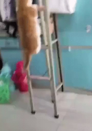 Альпинистка моя, скалолазка моя Кот, Домашние животные, Лестница, Кровать, Гифка