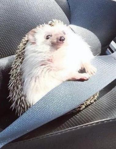 The main thing is safety. - Hedgehog, Safety, 9GAG, Longpost