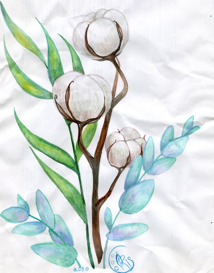 Bouquet with cotton - My, Drawing, Watercolor, Bouquet, Cotton, Eucalyptus, Sketch, Plants