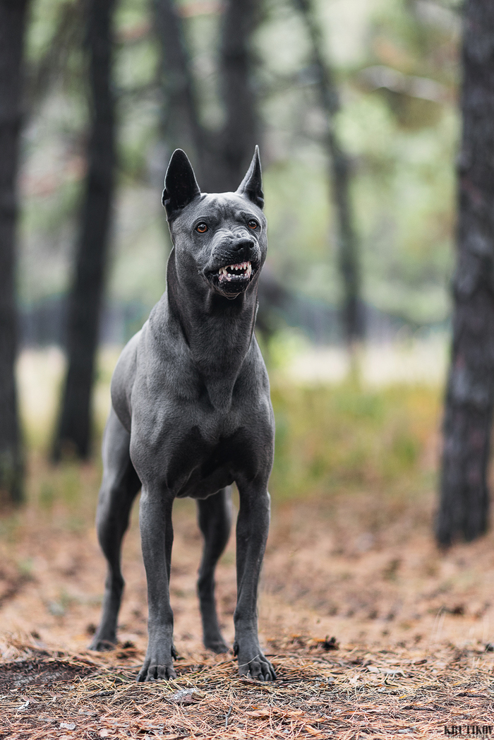 Did you ask for a smile? - My, Dog, Thai Ridgeback, Grin, The photo, Animalistics, Nikon D750