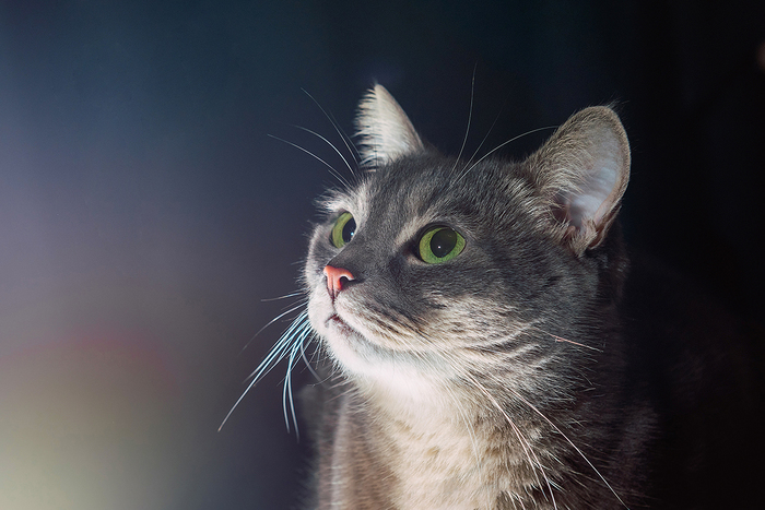 Кошка и рыбка Кот, Рыба, Фотография, Пятница, Длиннопост