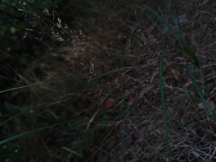 Grass - My, Grass, Beautiful, Longpost