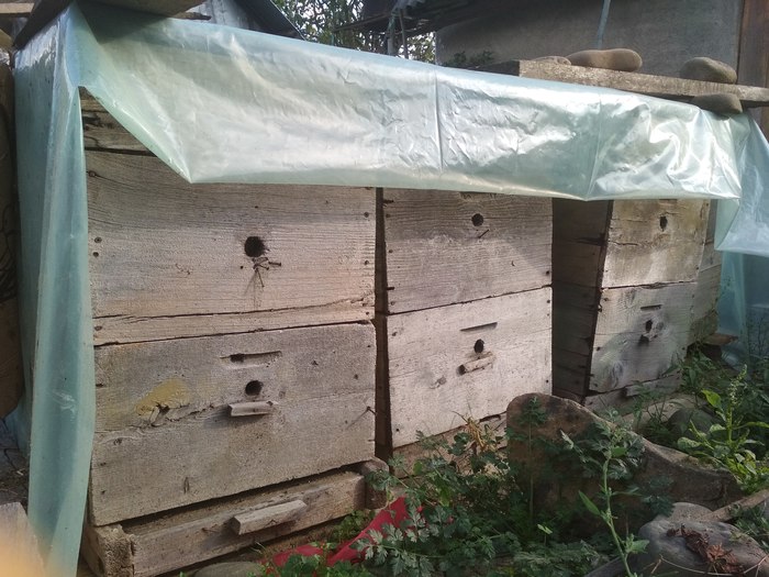 City, almost a village. - My, Apiary, Tomatoes, Beans, Garden, Longpost