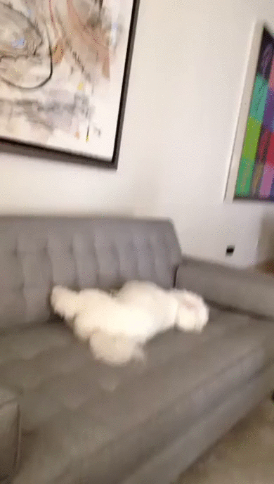 He knows not to, but he doesn't care - Dog, Pets, Sofa, Dream, Disobedience, GIF