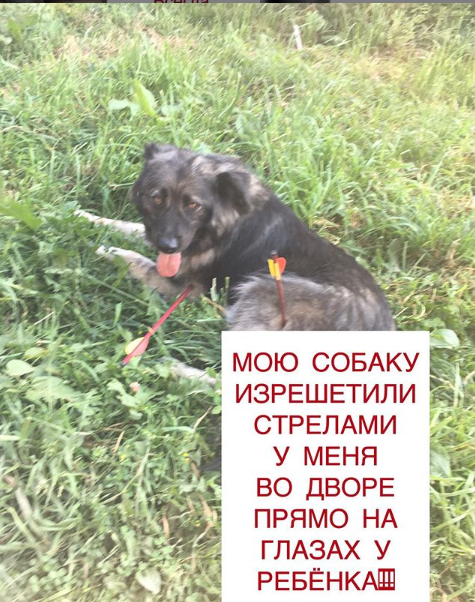 Icon painter shoots neighbor's dog with crossbow - Zelenograd, No rating, Longpost, Flailing