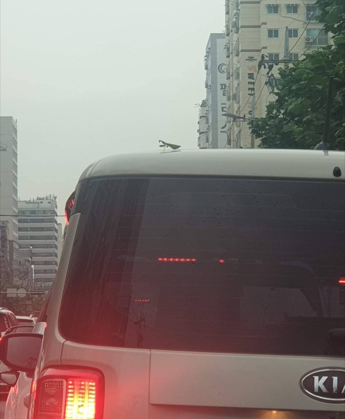 Taxi - taxi, take - take - Insects, Traffic jams