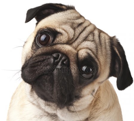 How to choose a puppy - Dog, Pug, Puppies