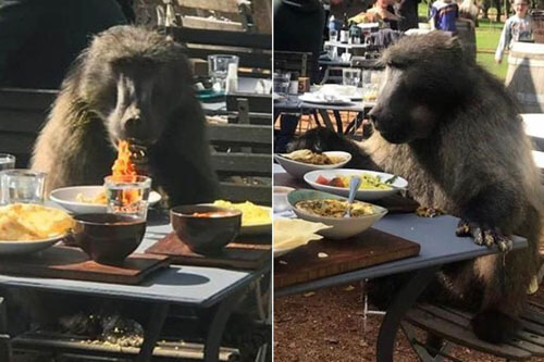 The baboon came to the restaurant and enjoyed the food from the tables - Animals, Food, Monkey, A restaurant, Longpost