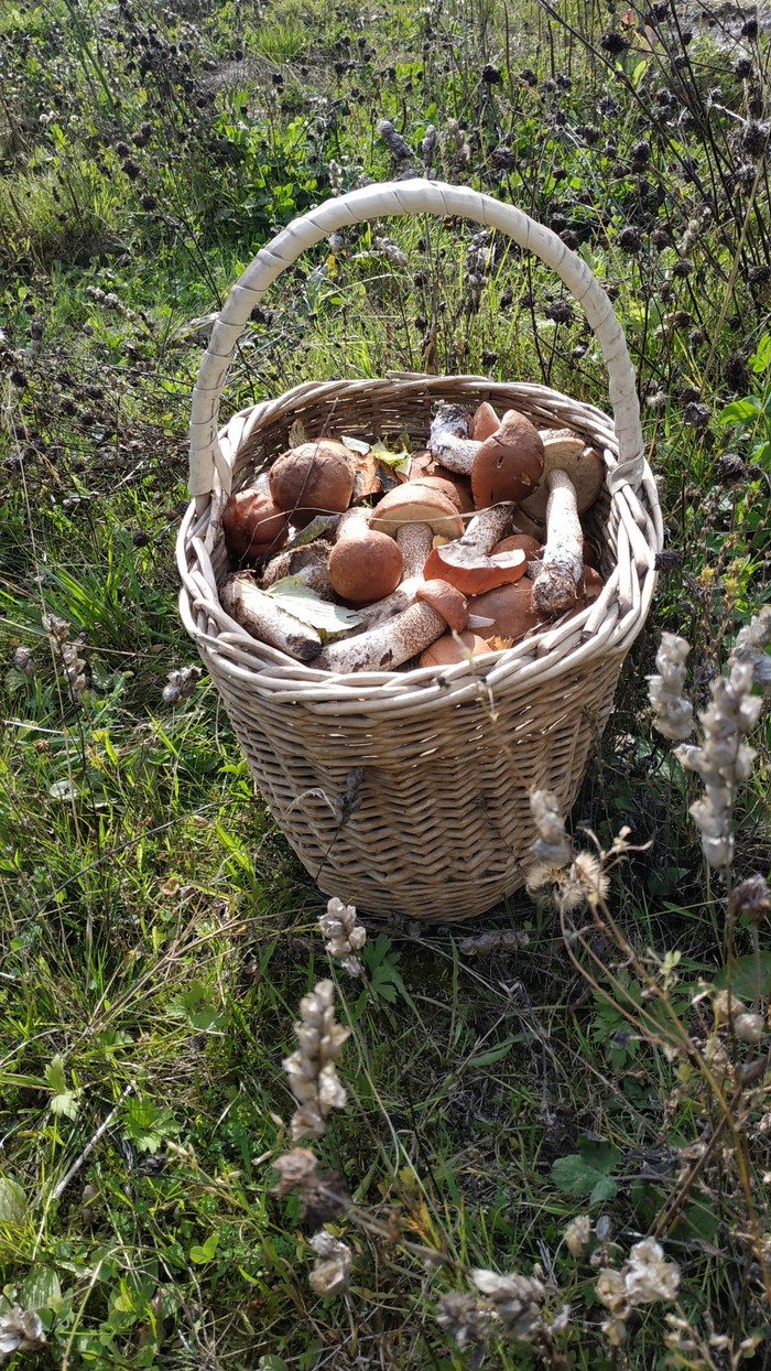 ����� �������