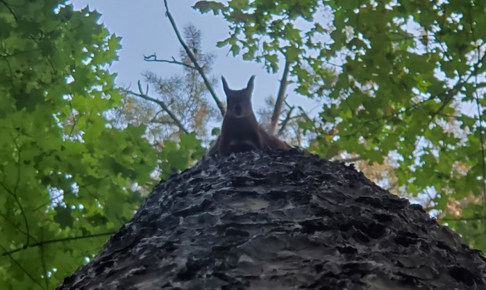 A hybrid of the curious squirrel. - My, Shchukino, Squirrel