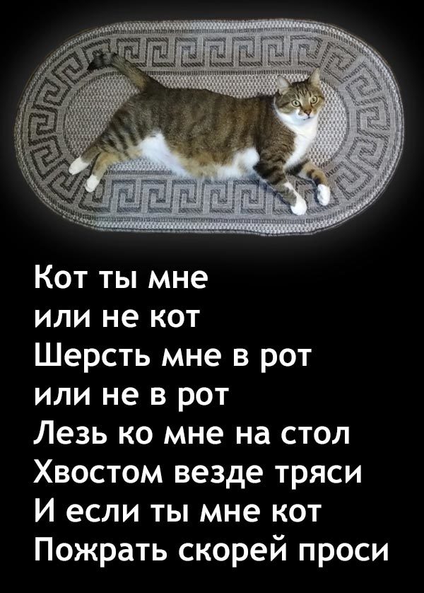 Кот ты мне или не кот - Моё, Кот, Котомафия