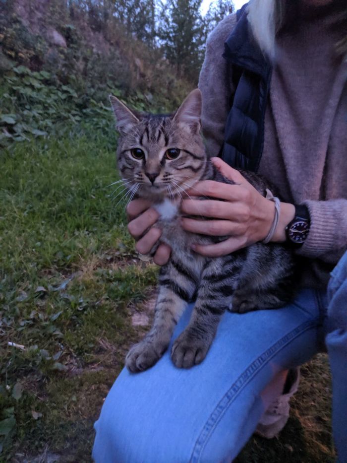 Found a cat. SPb. - My, Saint Petersburg, cat, Lost, Found a cat, No rating