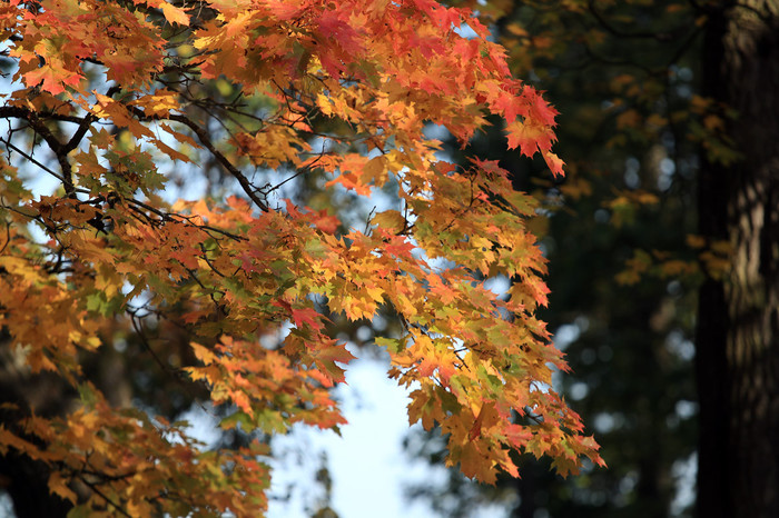 Autumn... - My, Autumn, Leaves, Maple, Autumn leaves, The photo, beauty of nature