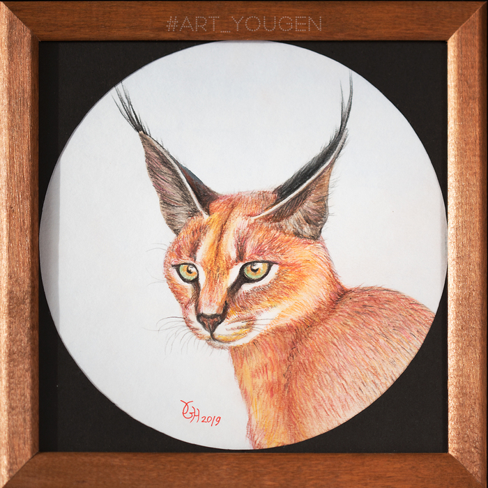 Caracal. Watercolor, colored pencils. 18x18 cm. 2019 - My, cat, Caracal, Drawing, Pencil drawing, Colour pencils, Animals, Animalistics, Portrait