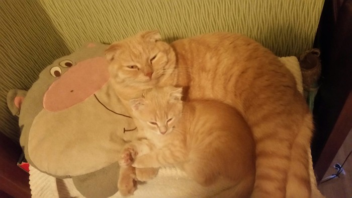 Peach and Motya) - My, Redheads, Catomafia, cat, Motya, Peach