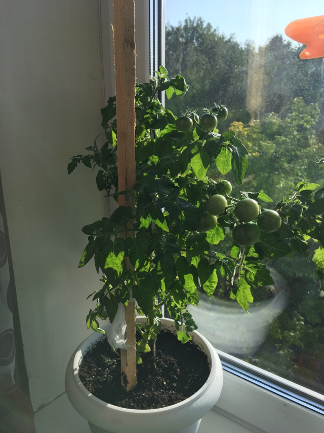 Tomatoes on the window - My, Seedling, Tomatoes, Longpost, Vegetable garden on the windowsill