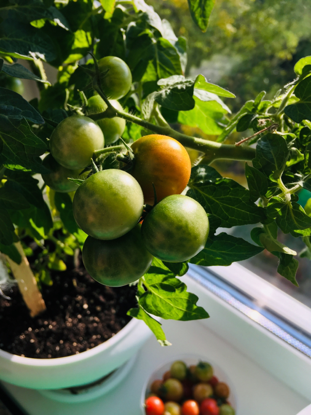 Tomatoes on the window - My, Seedling, Tomatoes, Longpost, Vegetable garden on the windowsill