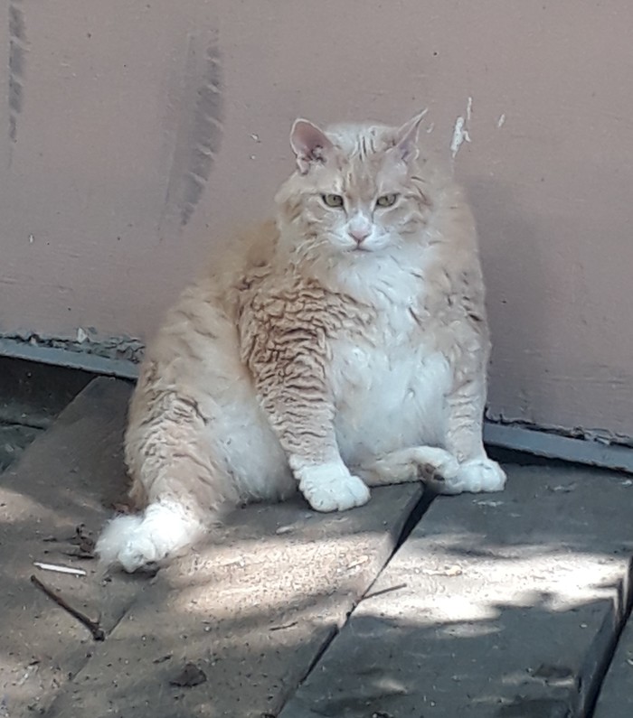 Just a fat cat. - My, cat, Catomafia, Thick, Thick