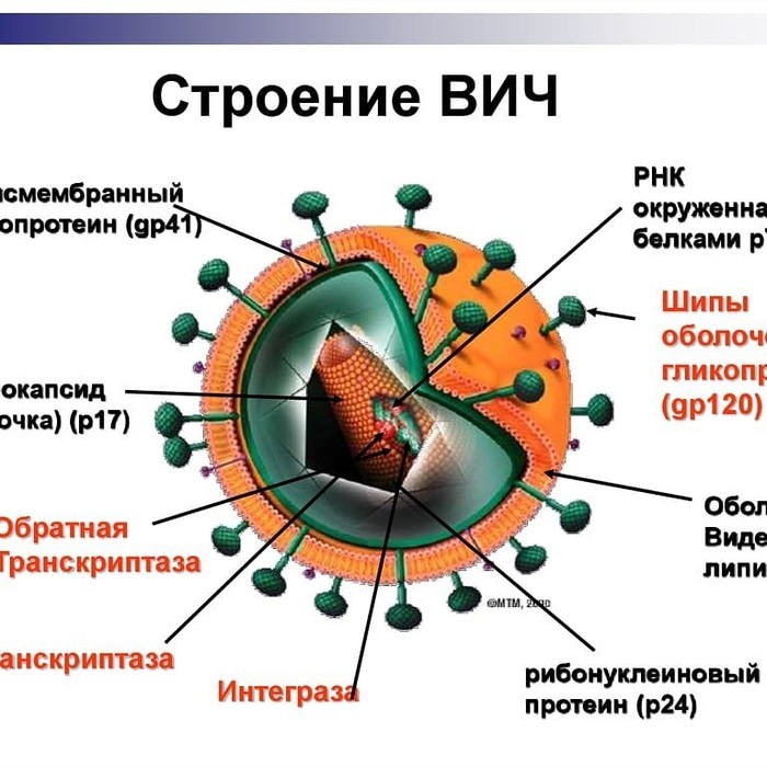 HIV - continued - , Hiv, Infection
