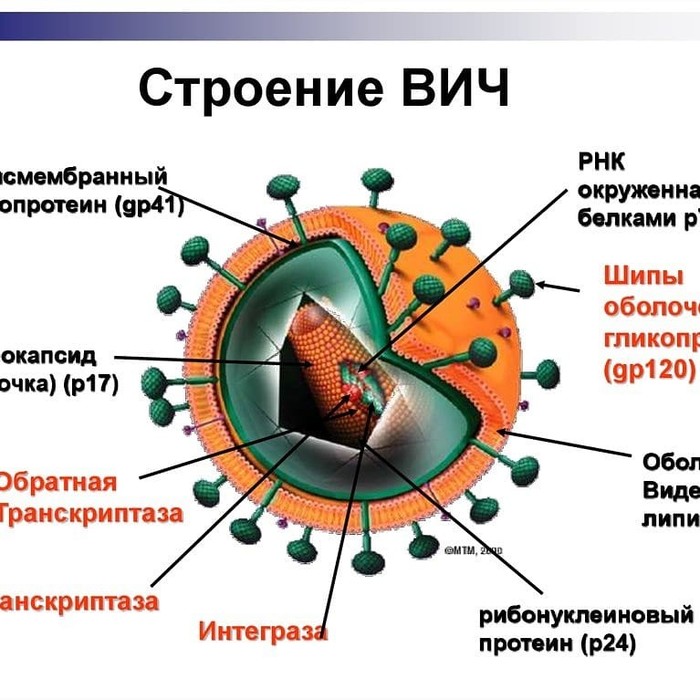 ВИЧ - продолжение - Инфекционные болезни, ВИЧ, Инфекция