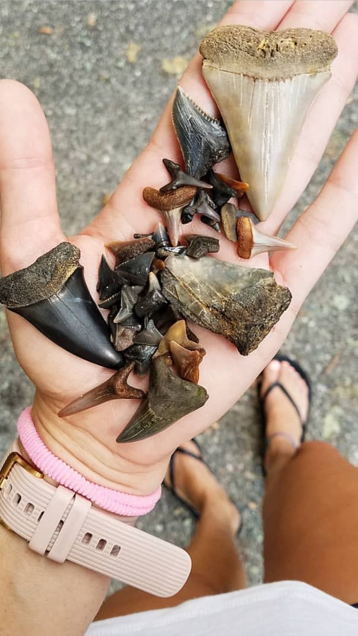 Beach finds in Virginia, USA after Hurricane Dorian - Teeth, Beach, Find, , Shark teeth, Reddit