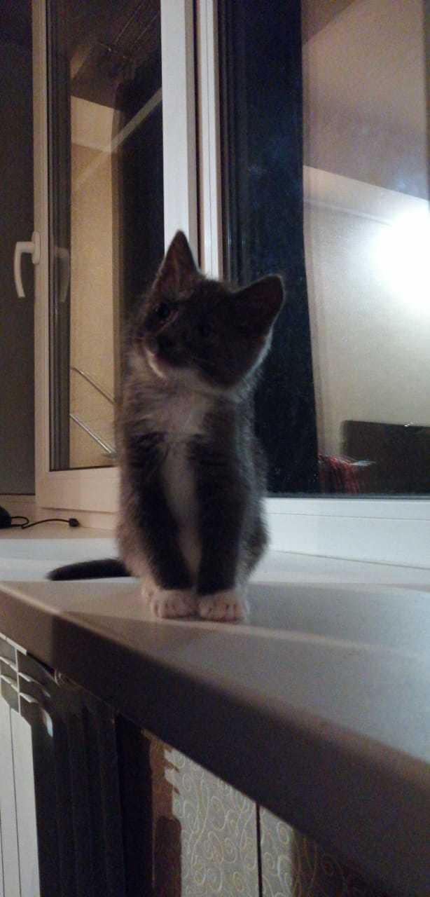 Senor fluffy paws - My, cat, Kittens, The bone is fluffy, Milota, SOS, Longpost
