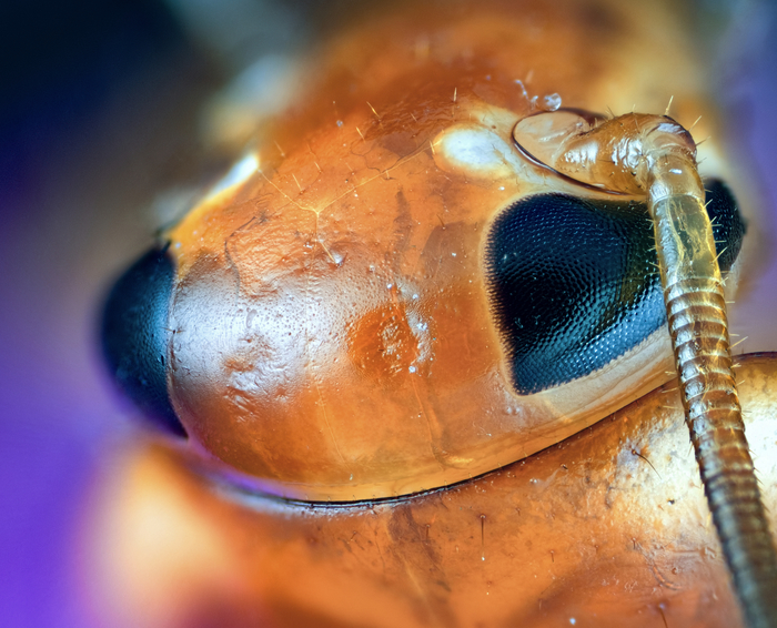 Cockroach - My, Macro, Microfilming, Cockroaches, Insects, , Macro photography