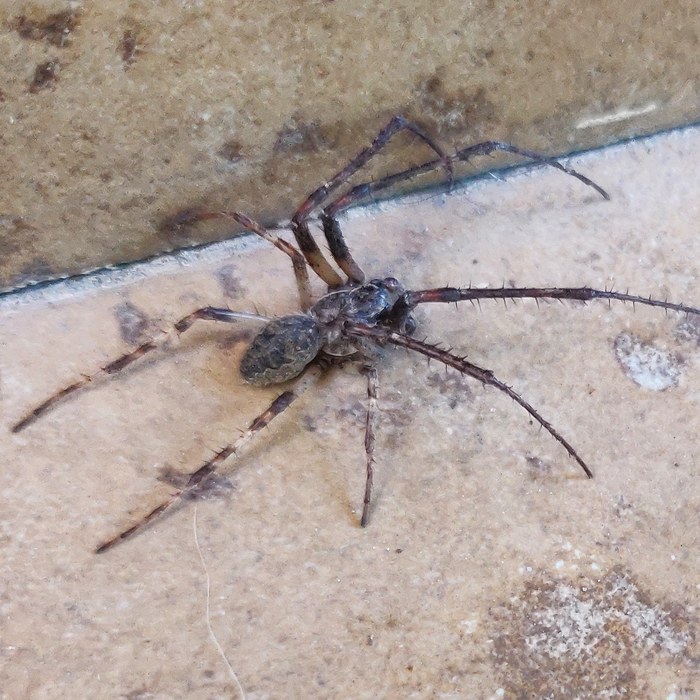 Any biologists/arachnologists here? - Longpost, Arachnophobia, clue, Spider, Biology, My