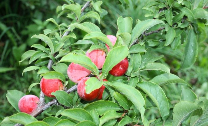 Пересадка плодовых деревьев осенью - Agronews, Совет, Дачники, Огород, Пересадка, Длиннопост