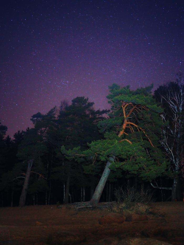 Pines on the coast of the Gulf of Finland - My, The photo, Night shooting, Landscape, Starry sky, Olympus