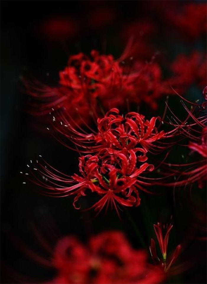 Spider lilies. - My, Poems, , Longpost, 