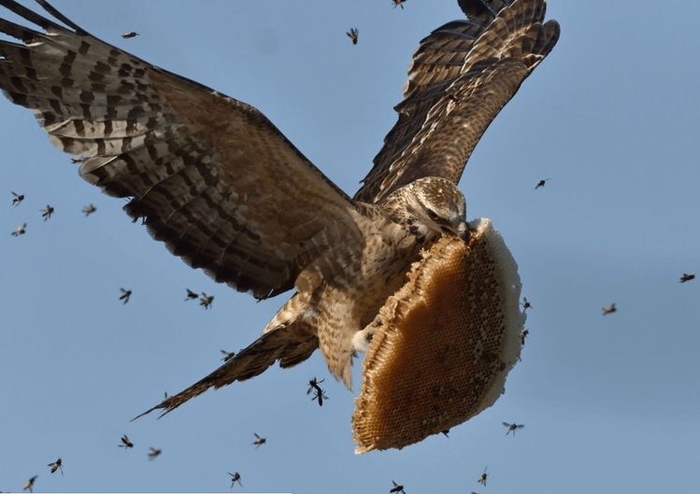 thief - Birds, Predator, Bees, Honeycomb, The photo, Pern