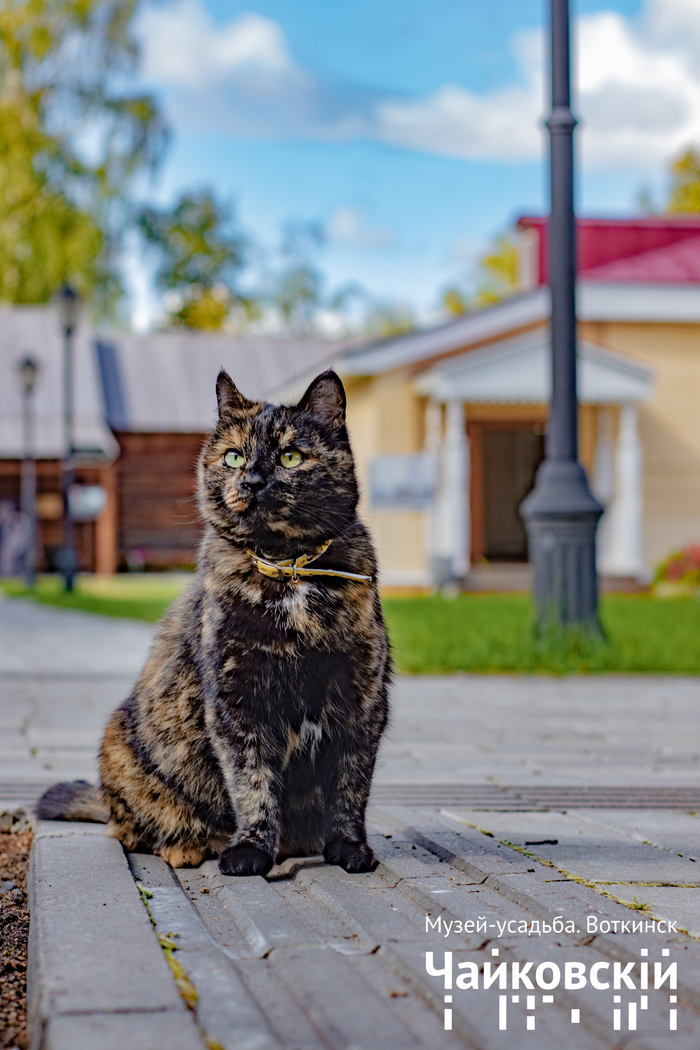 museum worker - My, cat, Russia, The photo