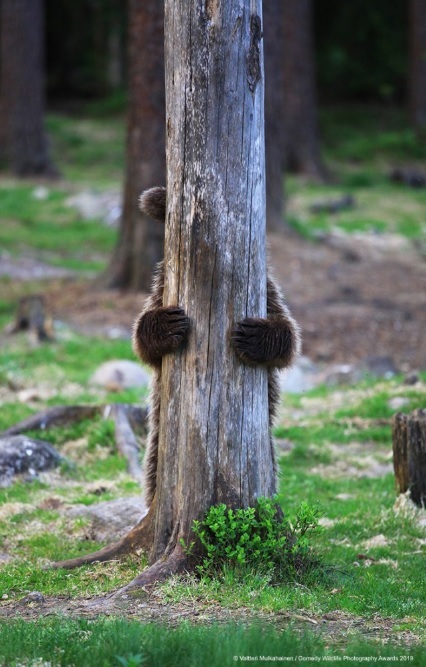 Финалисты конкурса Comedy Wildlife Photography Awards: самые забавные фотки из мира дикой природы за 2019 год - Фотография, Дикая природа, Животные, Птицы, Длиннопост