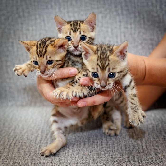 About kittens - Bengal cat, Kittens, cat, Longpost