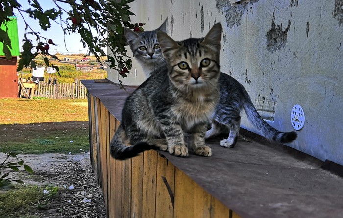 wild muzzles - My, Catomafia, Village, Longpost, cat, 