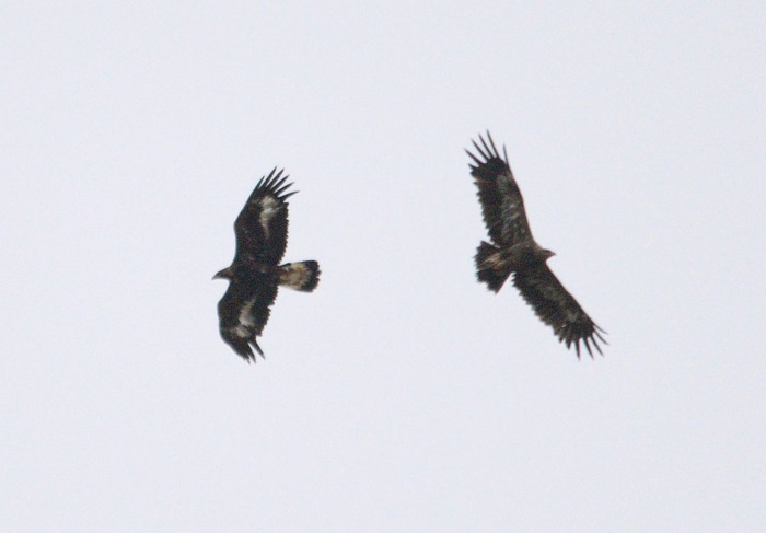 Birds of prey of our country. - My, Eagle, Golden eagle, Ornithology, Predator birds, Ecology, wildlife, Longpost