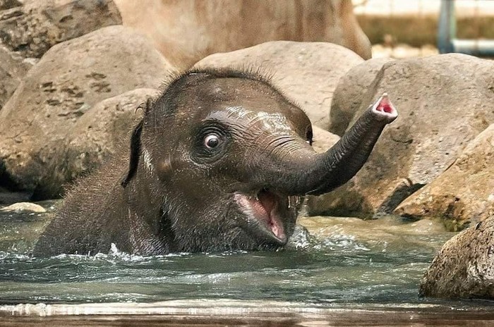 Baby elephant - Elephants, The photo, Baby elephant